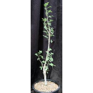 Bursera fagaroides 2-gallon pots