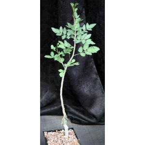 Bursera fagaroides 5-inch pots