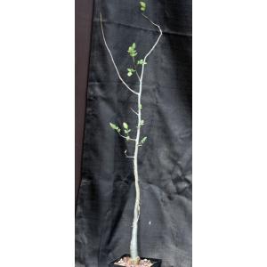 Bursera fagaroides one-gallon pots