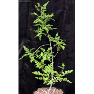 Bursera filicifolia var. compacta 2-gallon pots