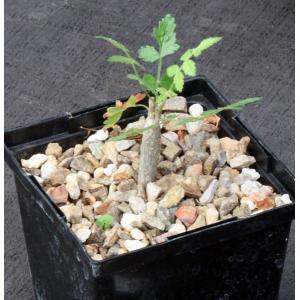 Bursera filicifolia 5-inch pots