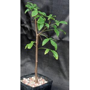Bursera heteresthes one-gallon pots