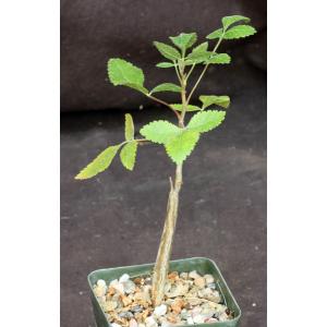 Bursera hindsiana 4-inch pots