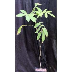 Bursera hintonii one-gallon pots