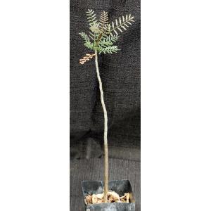 Bursera microphylla (Sonora) 3-inch pots