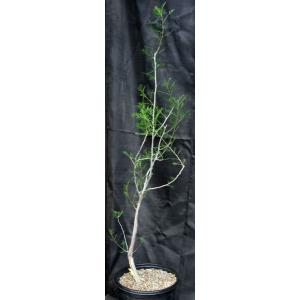 Bursera microphylla 5-gallon pots