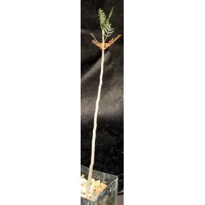 Bursera microphylla (Sonora) 3-inch pots