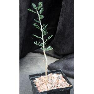 Bursera microphylla (Sonora) 5-inch pots