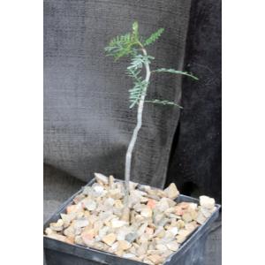 Bursera microphylla 5-inch pots