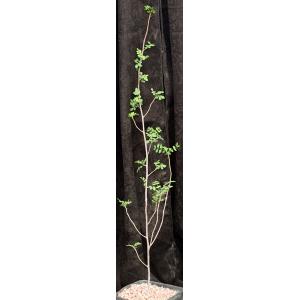 Bursera mirandae one-gallon pots