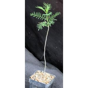 Bursera morelensis 3-inch pots