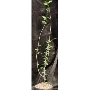 Bursera schlechtendalii one-gallon pots