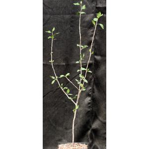 Bursera schlechtendalii one-gallon pots