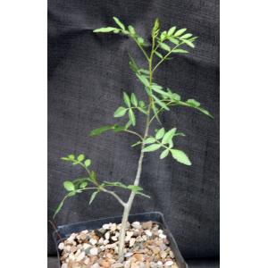 Bursera silviae one-gallon pots