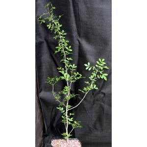 Bursera silviae one-gallon pots