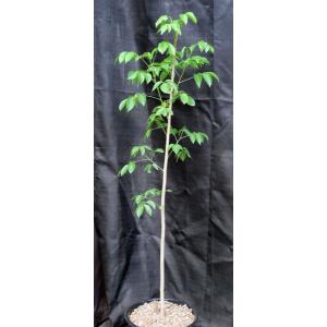 Bursera simaruba 2-gallon pots