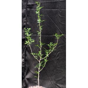 Bursera silviae one-gallon pots