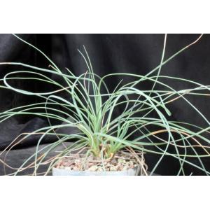 Calibanus hookeri 5-inch pots
