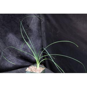 Calibanus hookeri x Beaucarnea recurvata 4-inch pots