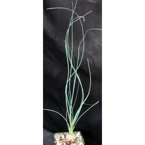 Calibanus hookeri 4-inch pots