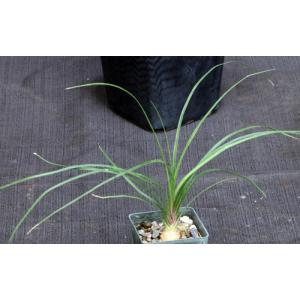 Calibanus cv Lotusland 2-inch pots