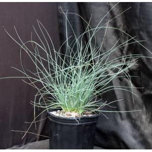 Calibanus hookeri 2-gallon pots