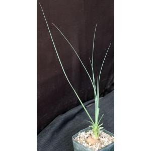 Calibanus hookeri 5-inch pots