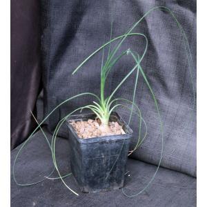 Calibanus hookeri x Beaucarnea recurvata 5-inch pots