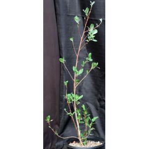 Conocarpus erectus var. sericeus 2-gallon pots