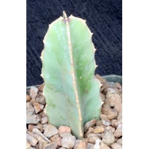Caralluma acutangula 4-inch pots