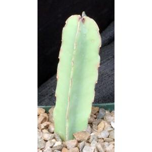 Caralluma foetida 4-inch pots
