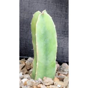 Caralluma penicillata 5-inch pots