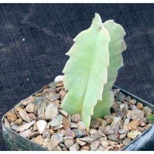 Caralluma acutangula 5-inch pots