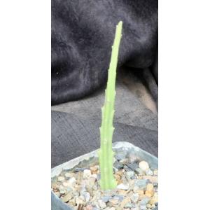 Caralluma subulata (TMC 5307)5-inch pots