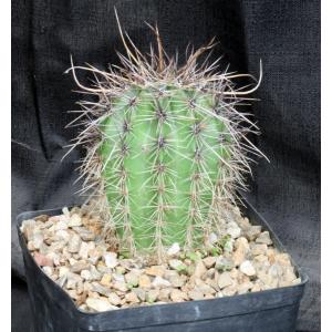 Carnegiea gigantea (saguaro) one-gallon pots