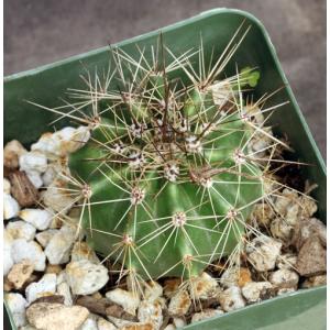 Carnegiea gigantea (saguaro) 4-inch pots