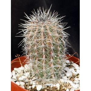 Carnegiea gigantea (saguaro) 6-inch pots