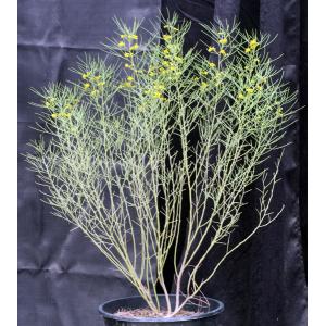 Cassia phyllodinea 5-gallon pots