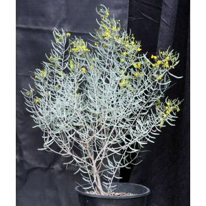Cassia phyllodinea 5-gallon pots