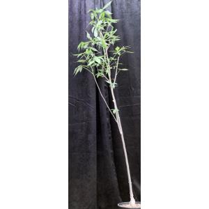 Ceiba acuminata 2-gallon pots