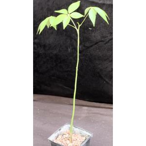 Ceiba speciosa 5-inch pots