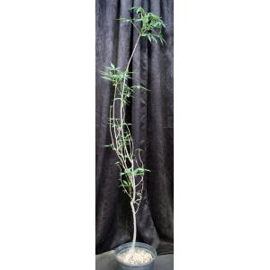 Ceiba acuminata 2-gallon pots