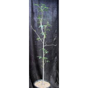 Ceiba acuminata 5-gallon pots