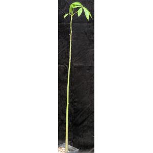 Ceiba insignis one-gallon pots