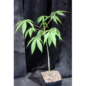 Ceiba insignis one-gallon pots