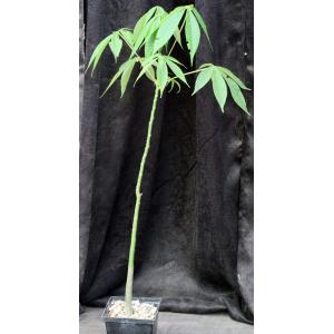 Ceiba insignis one-gallon pots