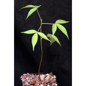 Ceiba speciosa 5-inch pots