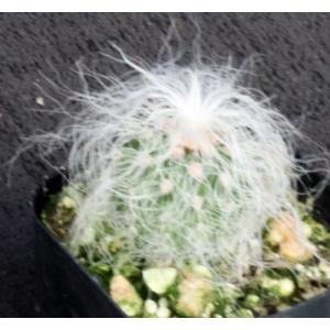 Cephalocereus senilis 2-inch pots