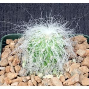 Cephalocereus senilis 4-inch pots