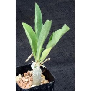 Cephalopentandra ecirrhosa 2-inch pots